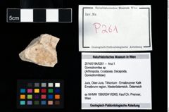 Foto (Objekt + Etikett) von Goniodromites sp.  (NHMW-GEO-2014-0194-0261)